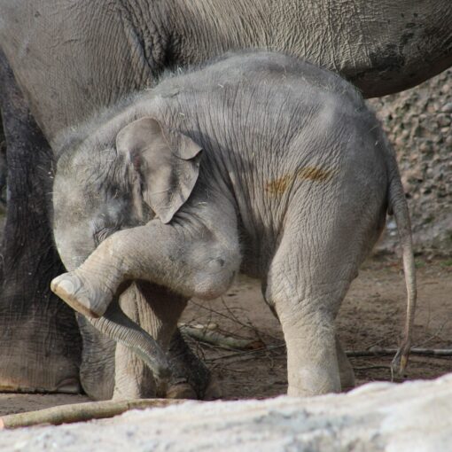 elephant calf